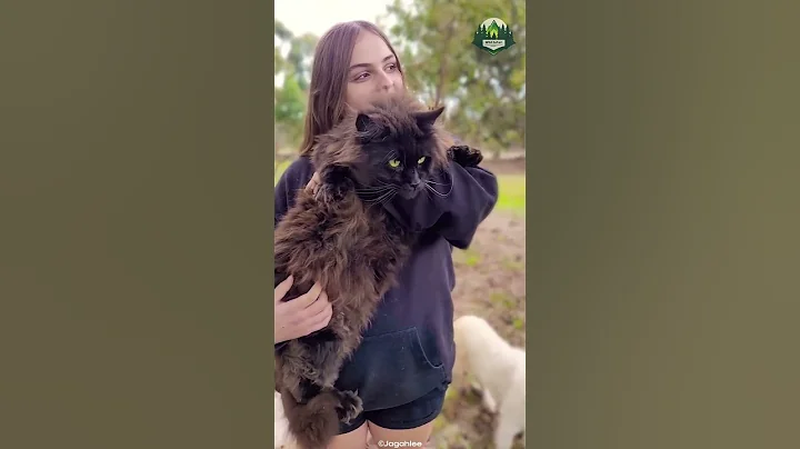 Watch the video about Maine coon I The Largest Cat breed