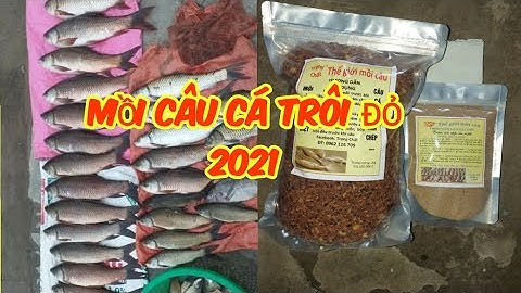 MỒI CÂU CÁ TRÔI ĐỎ ĐẶC TRỊ CÁ TRÔI ĐỎ 2021