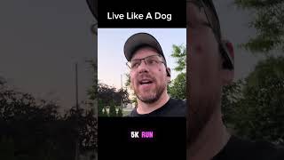Why a dog’s life is something to study