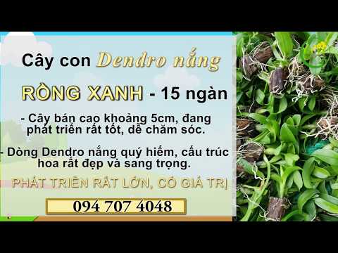 Video Dendro NẮNG RỒNG XANH - 15 ngàn [Duy Phong Orchid] - youtube
