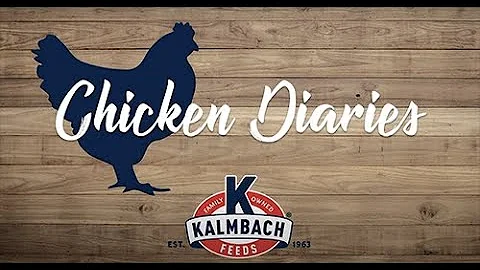 Kalmbach Chicken Diaries Video 1