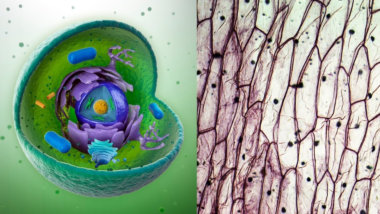 Difference Between Cell Biology Vs Histology | Sub-Branches of Biology | Lecture Capture | #7