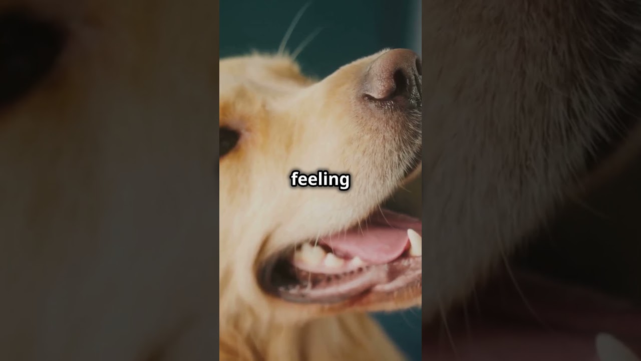 The Truth About Tail Wagging: Is Your Dog Really Happy?