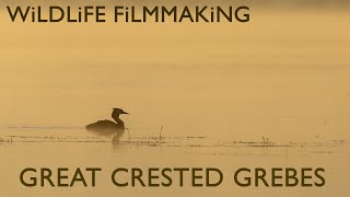 Dawn with Great Crested Grebes on Lake Kerkini | Wildlife Photography & Filming