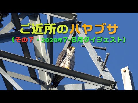 ご近所のハヤブサ（その７）2020年7月、8月ダイジェスト版