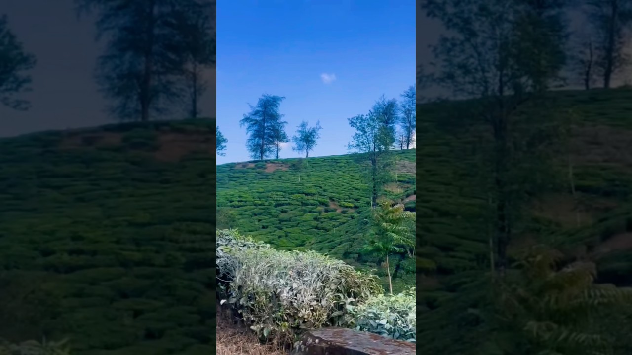 Tea Estate Visit 🌿 