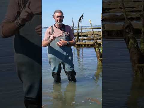 short les huitres du cap Horn