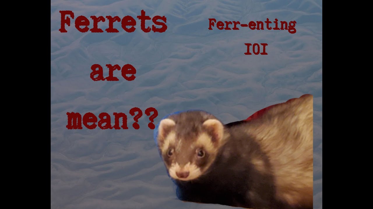 Ferrenting 101 Ferrets are mean?? YouTube