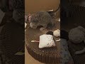 The Pluperfect Compilation: Kittens Being Adorable&quot; explodes with cuteness overload.