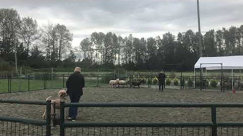 Cesare passed his Herding Instinct Test!!