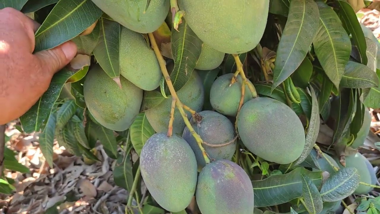 Nitrato de calcio e amonio na manga pra florar
