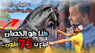 حقيقة الفحل شاميخ لي تباع ب 75 مليون 😱 وهدوا من أحسن عودات لي شفت فحياتي تبارك الله...