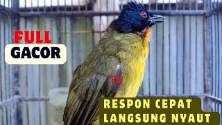 Suara Burung Kutilang Emas Gacor Nyaring dan Keras 