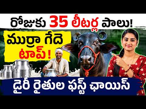 Secrets of Murrah Buffalo | Is the 35-liter daily milk yield record true? | Murrah Buffalo Farmin...