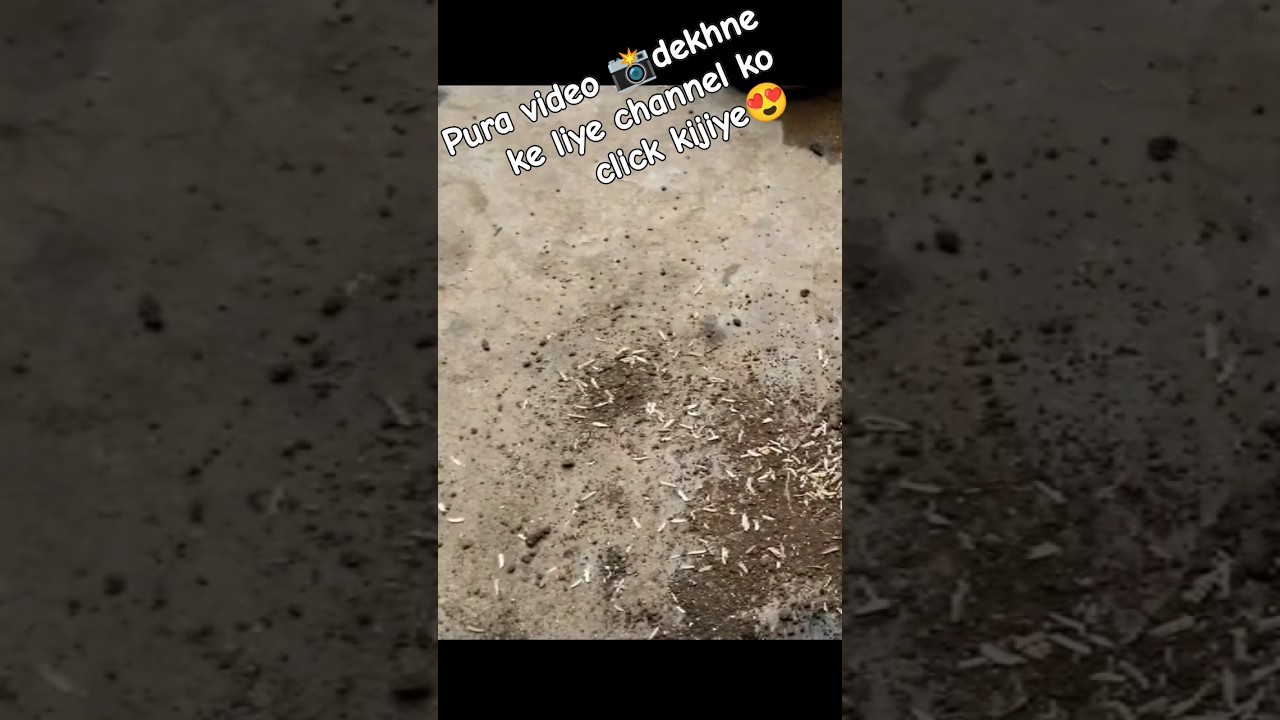 Adenium Tower Training | Adenium Plant Care 