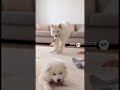 The Purest Bond: Smart Nanny Dog & Her Baby ❤️✨ #Shorts #Samoyed