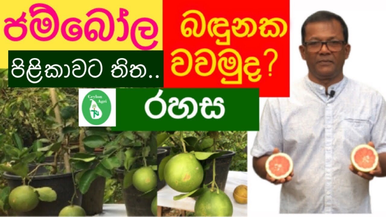 How To Grow Jambola plants | පිලිකාවට ගුණ පැඟිරි කුලයේ ලොකුම ශාකය | Ceylon Agri | Episode 48