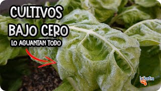 10 CULTIVOS Que Aguantan HELADAS Y Temperaturas Bajo Cero || La Huertina De Toni