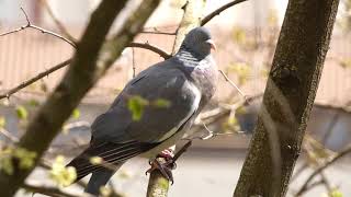Pigeon ramier, chant (Ariège, 04/2021)