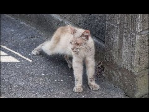 Мужчина взял облезлого кота с улицы - и тот превратился в настоящего красавца