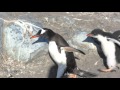 Baby Penguin Chases Mom for More Food