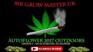 outdoor autoflower grow 2017  update 7 (18+)