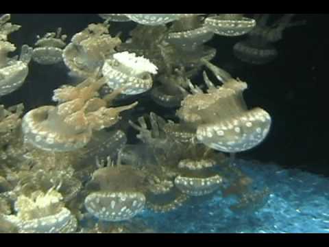 Video: Come Si Muovono Le Meduse?