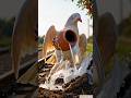 white pigeon planting a apple tree #ai #shortvideo #short #story #animation  #pigeon #apple #hindi