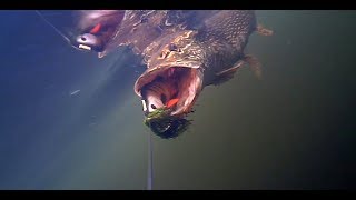 Vinkeveense plassen summer 2017 (Pike fishing)