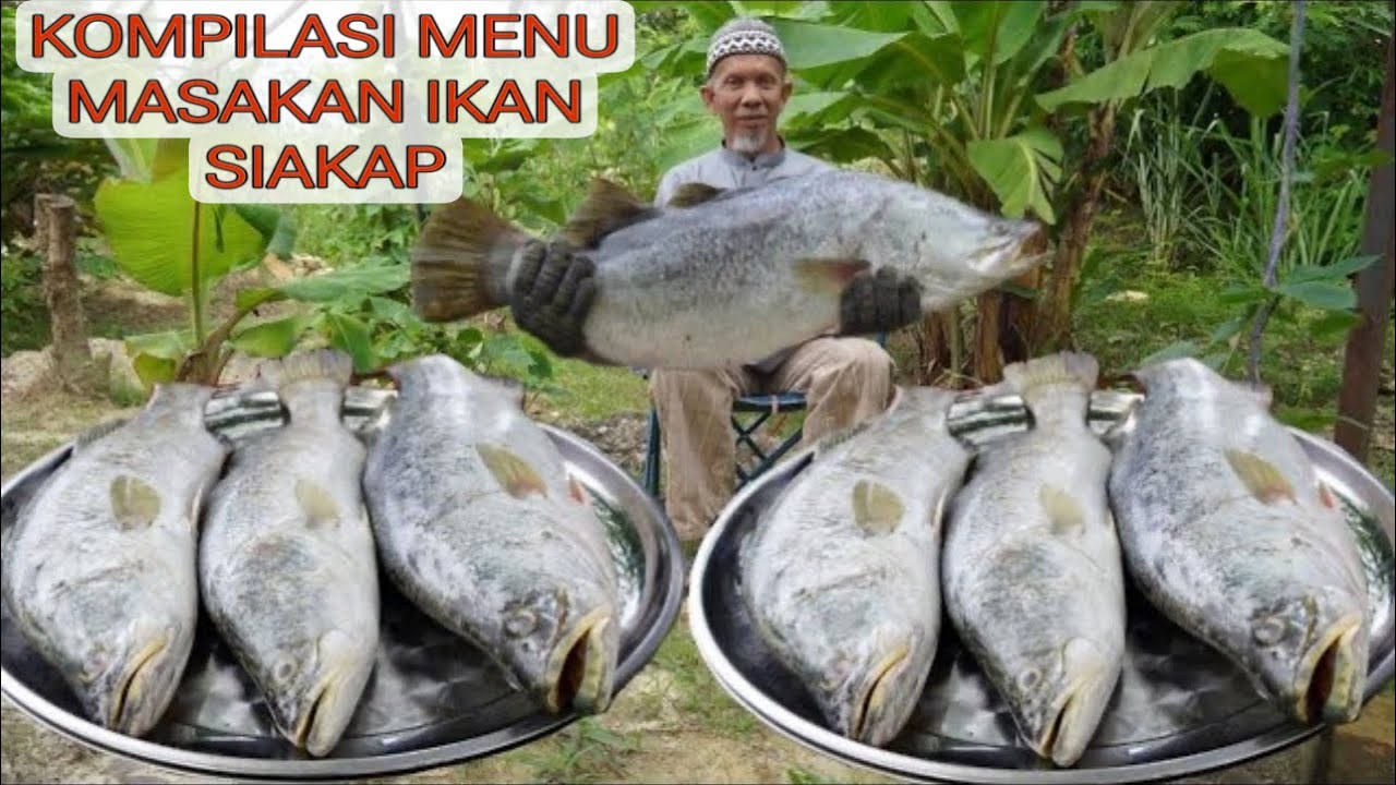 KOMPILASI MENU MASAKAN IKAN SIAKAP ‼️