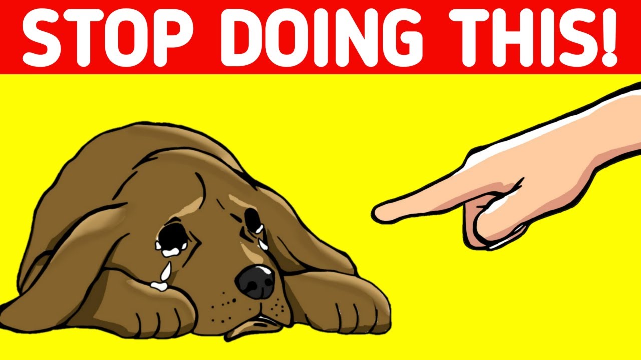 How To Get Two Female Dogs To Stop Fighting