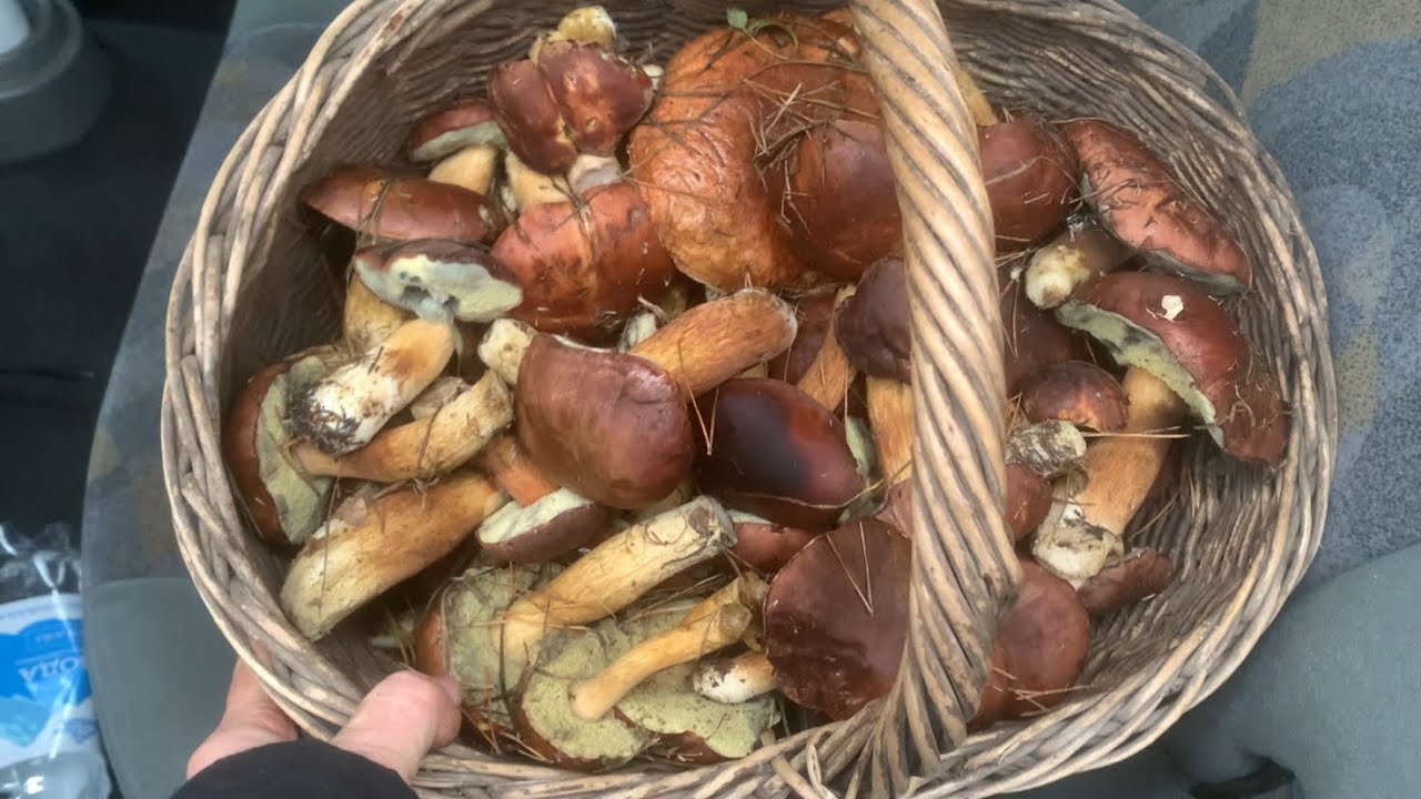 Повний кошик польських! 