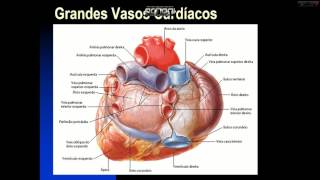 Sangue de breve venoso definição
