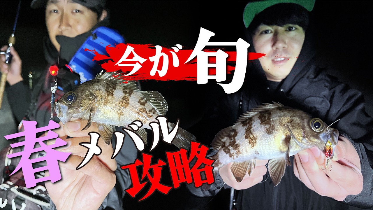 堤防メバルは夜がチャンス!簡単な狙い方