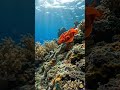 Spanish Dancer Nudibranch | Cinematic Reef Swim