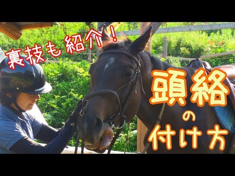 【解説】頭絡付けるよ！