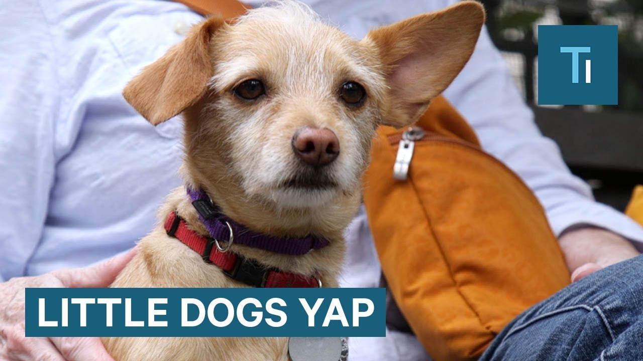 2019 year - Why little dogs bark more than big dogs 2019 year