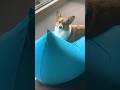 人だけじゃなくて犬もダメにするソファー#shorts