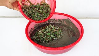Idea of combining cement and multicolored glass // Unique and easy potting plants at home