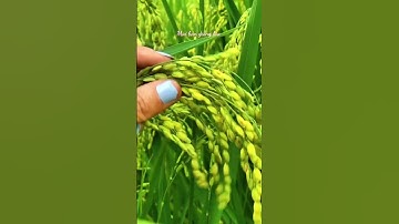 Cánh đồng lúa Nếp tan (nếp Tú Lệ)