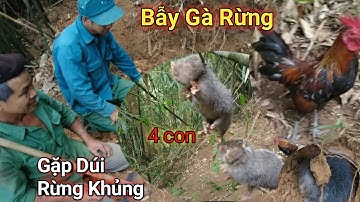 Săn Gà Rừng Gặp Gia Đình Dúi Rừng 4 Con / Đức Quyển Tv