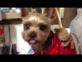 【dog Wear】He is so adorable！【犬服】