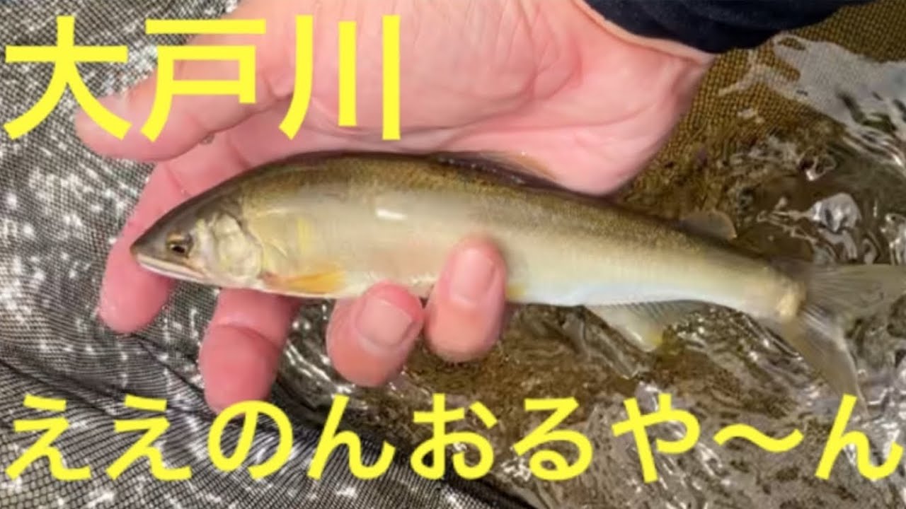 大戸川アユ釣り開幕戦！　想定外に大きい