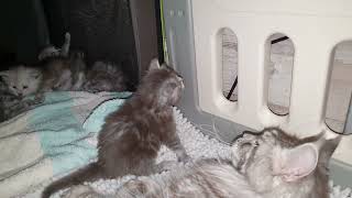 the Maine Coon kittens