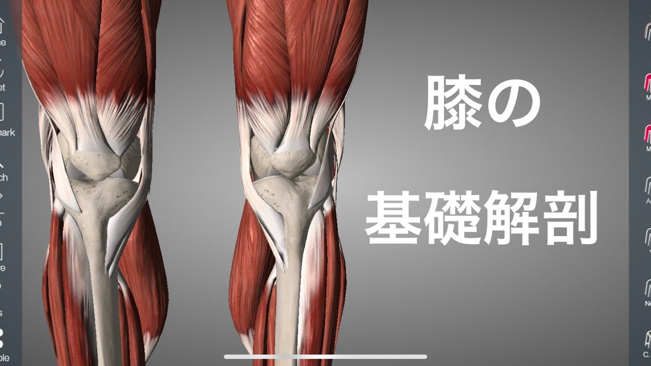 膝 の 内側 の 筋肉 を 鍛える