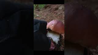 БЕЛЫЙ ГРИБОЧЕК - ОБРАЗЕЦ! КЛАСС! #nature #mushroom #boletusedulis #боровики #грибы