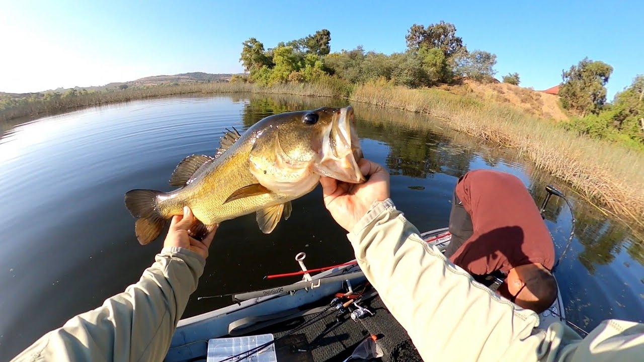 Fishing honey hole filled with Giants!! #bassfishing #topwaterfishing #bigbass