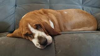 Basset hound barks in her sleep