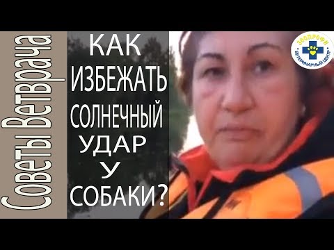 СОЛНЕЧНЫЙ УДАР У СОБАКИ.  КАК ИЗБЕЖАТЬ? ЧТО ДЕЛАТЬ?