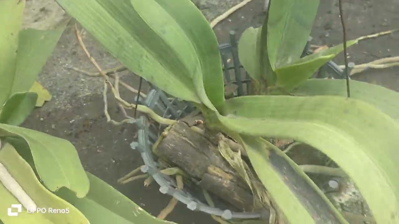 MẠNH CƯỜNG 10/3 BÁN LAN RỪNG 096 804 5099 ZALO 094 804 5099 PHONG LAN RỪNG VÙNG MIỀN 